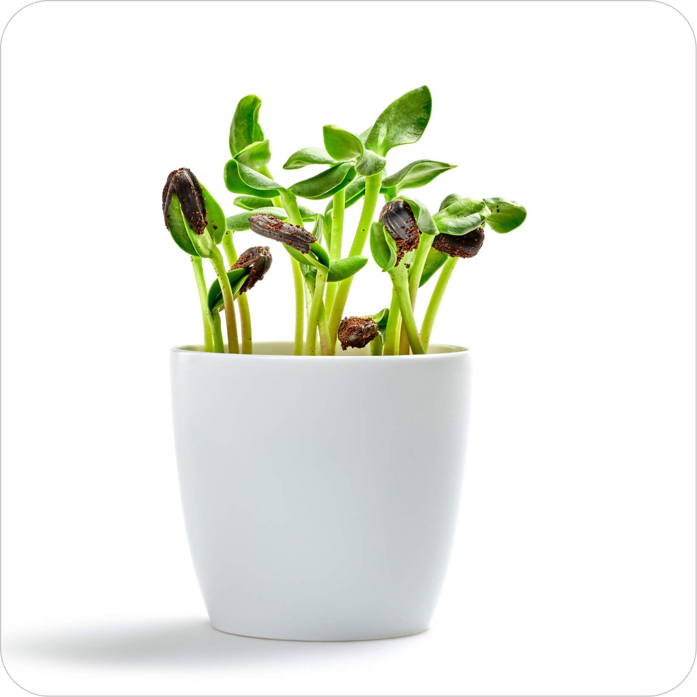 plant01