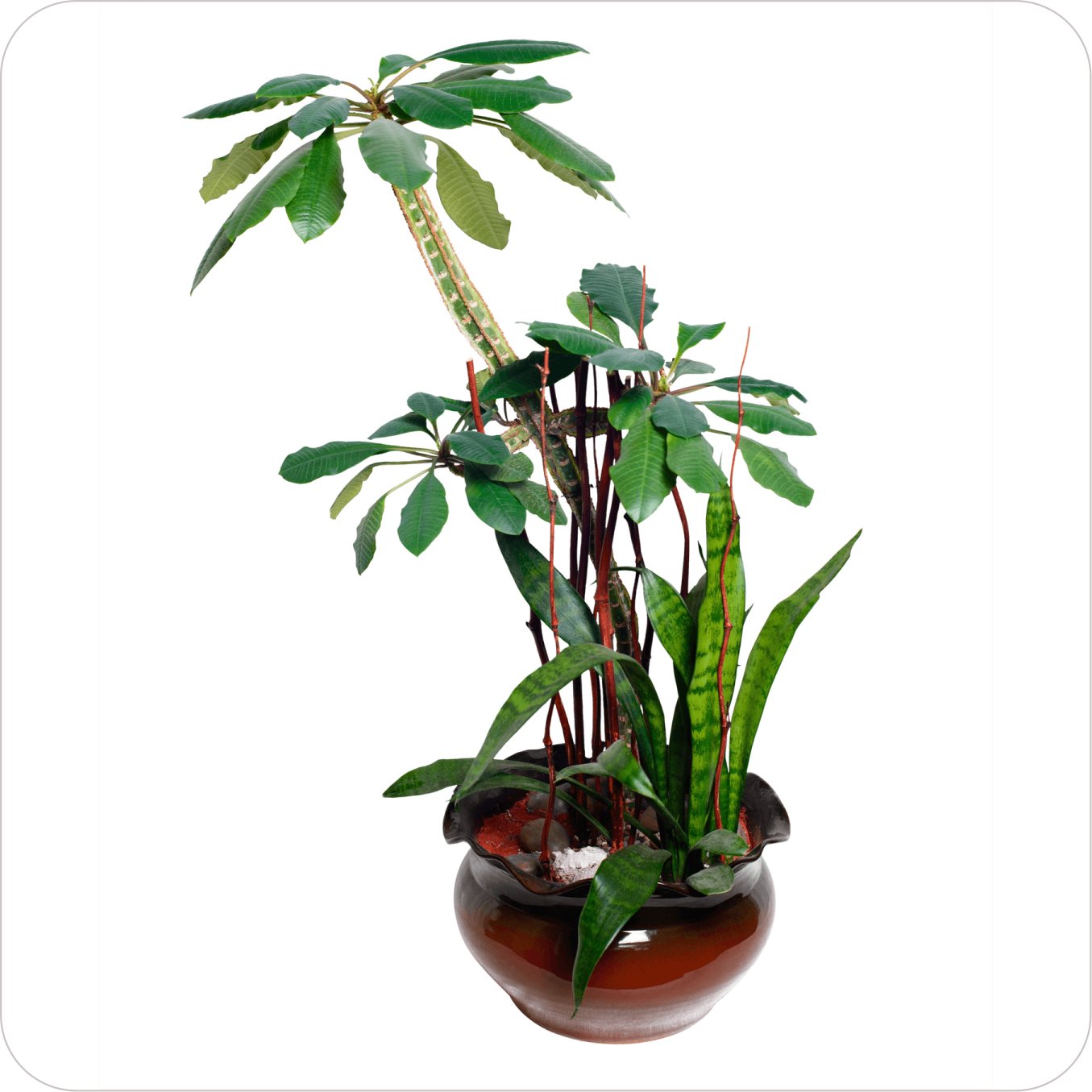 plant02 plant02