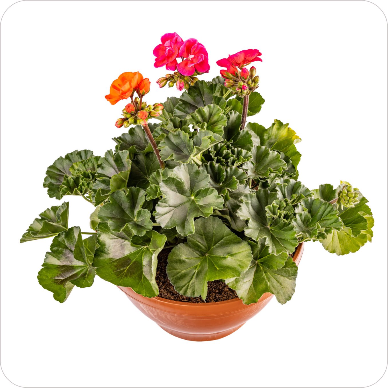 plant03