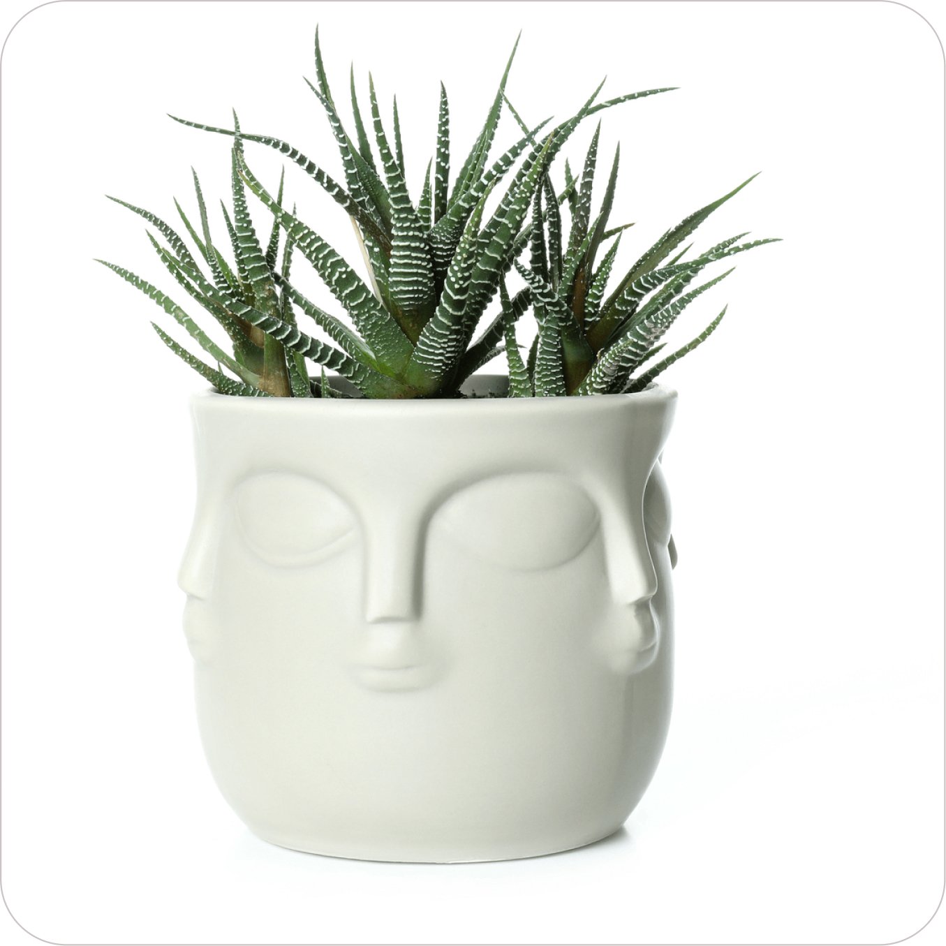 plant04