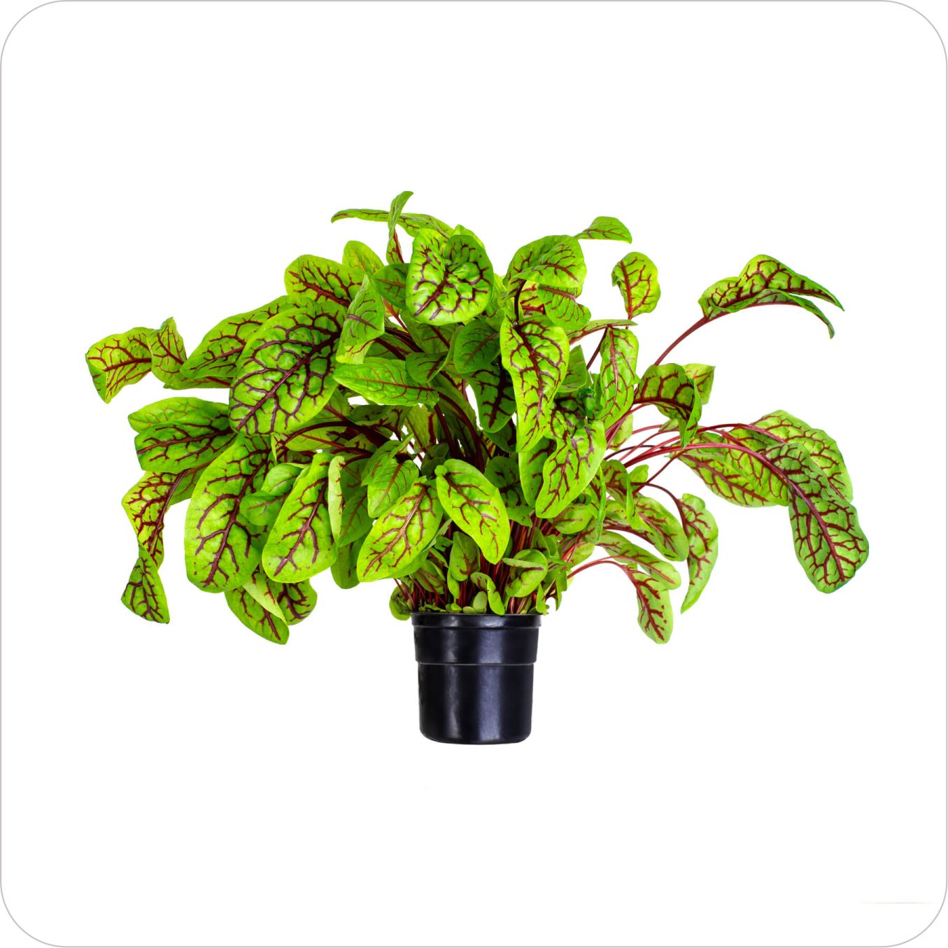 plant05