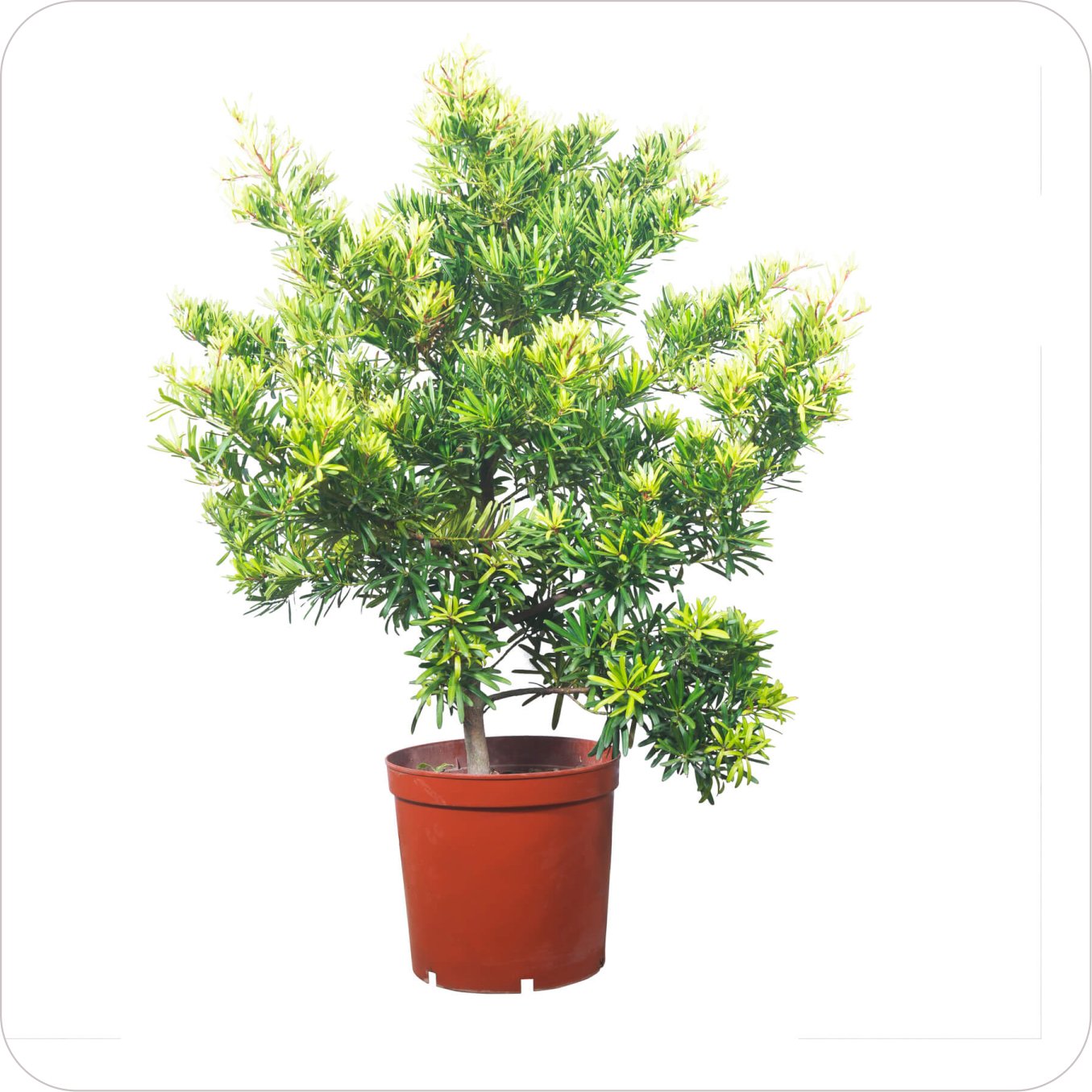 plant06