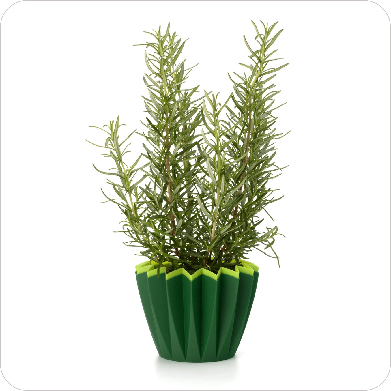 plant07 plant07