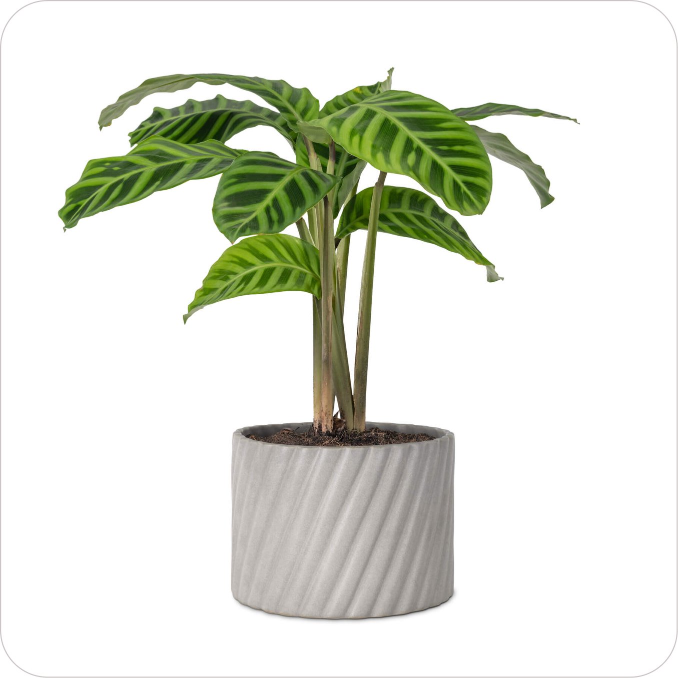 plant08