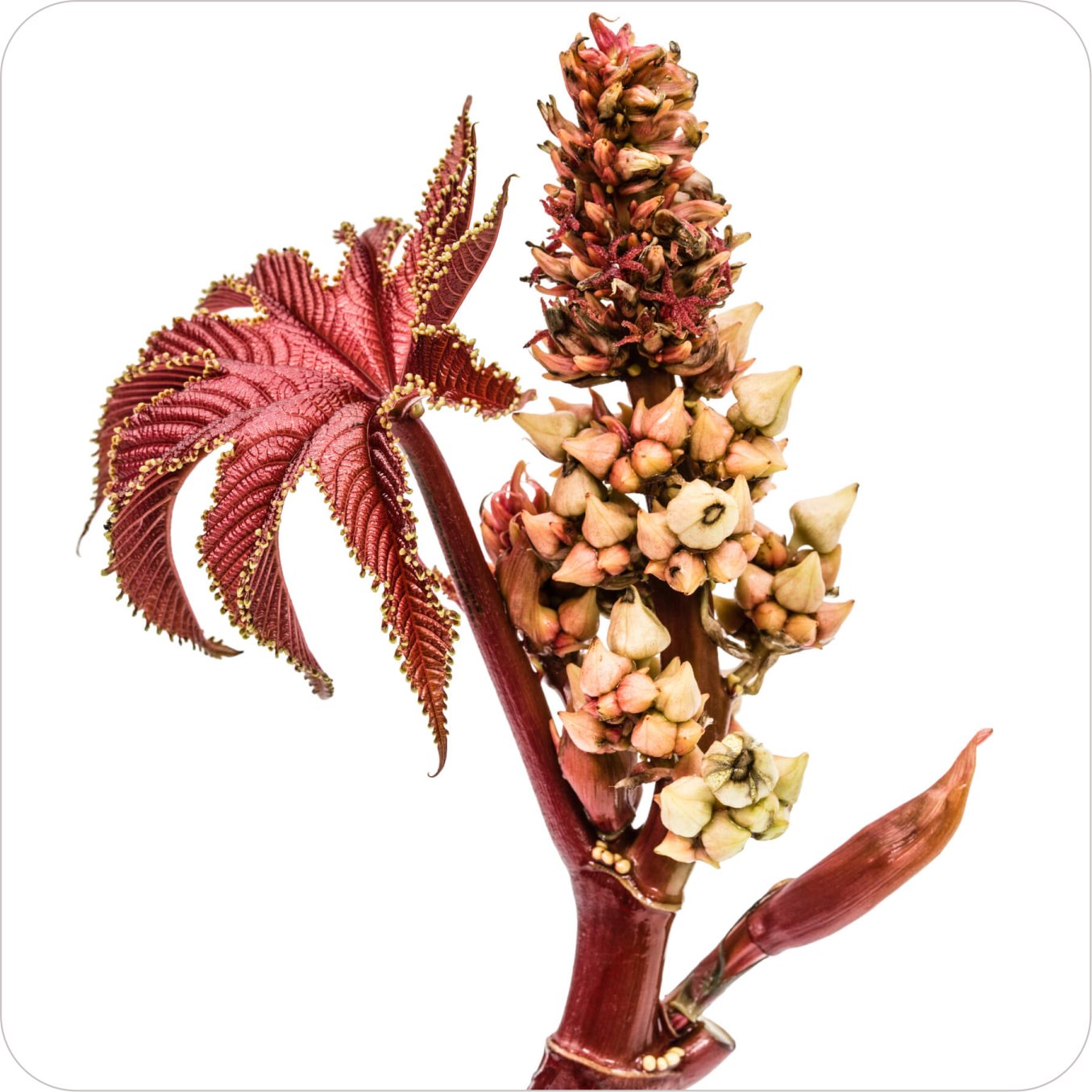 plant09